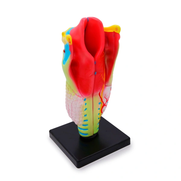 Модель «Гортань в разрезе»